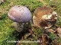 Cortinarius balteatocumatilis-amf2213